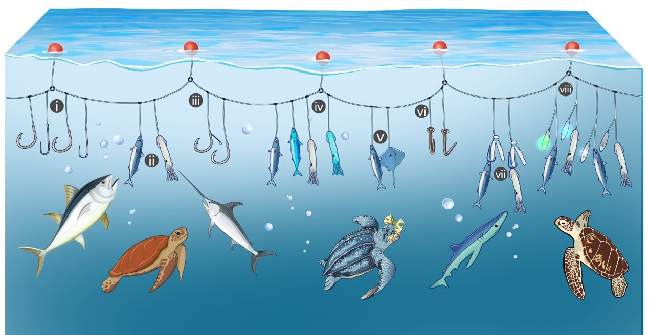 上海海洋大学万荣团队在《Fish and Fisheries》发表缓解延绳钓渔业海龟兼捕问题的研究成果